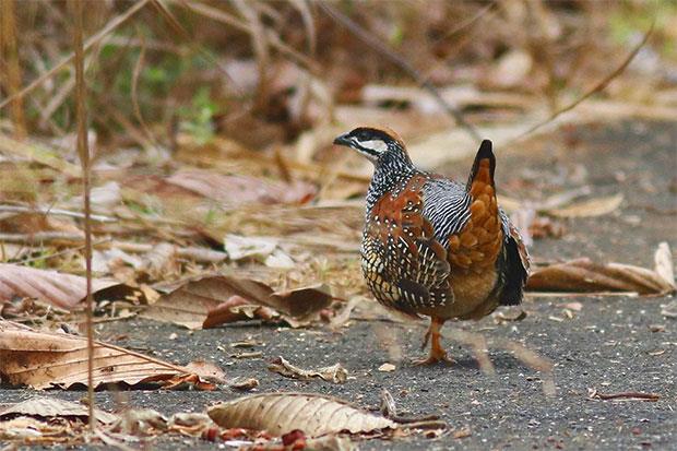 chinese francolin